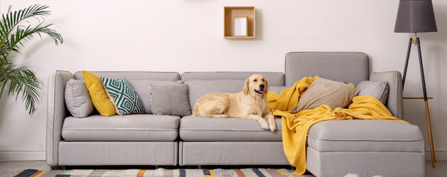 blonde dog sitting on grey couch in living room