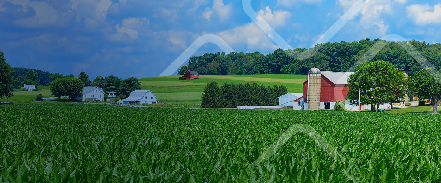 Ohio rolling hills with spring corn crop.